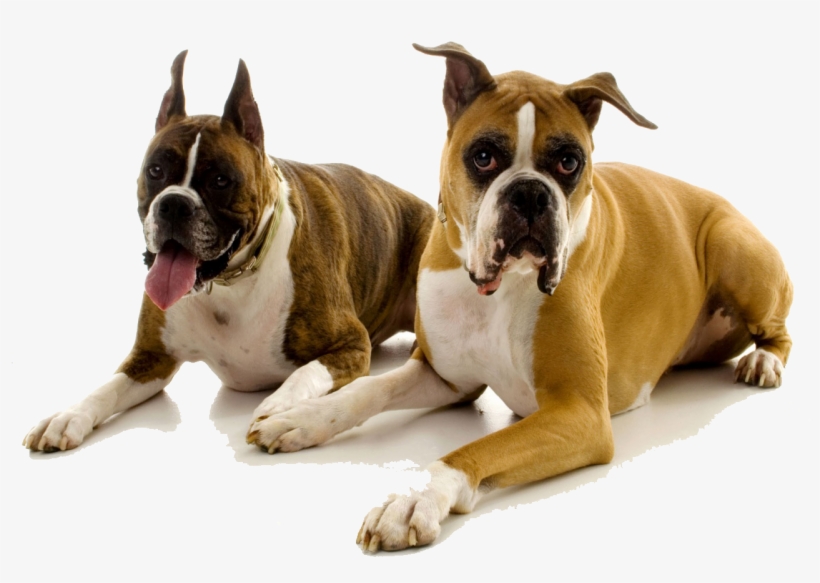 Boxers - New Kind Of Dogs, transparent png
