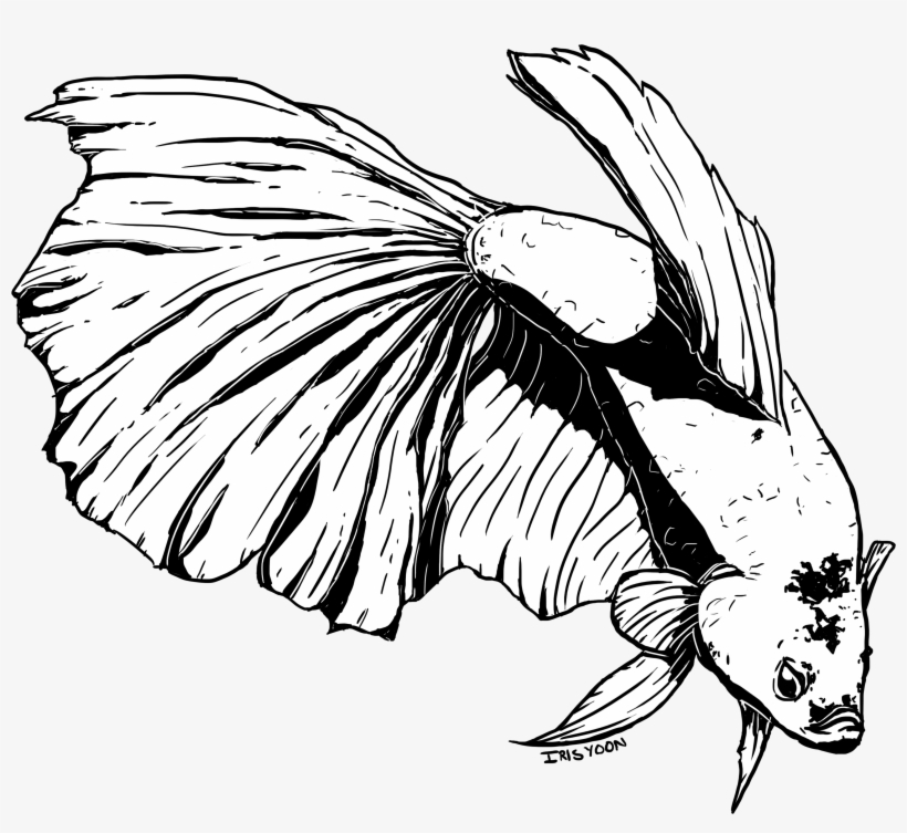 Picture Library Stock Betta Drawing Sketch - Drawing, transparent png