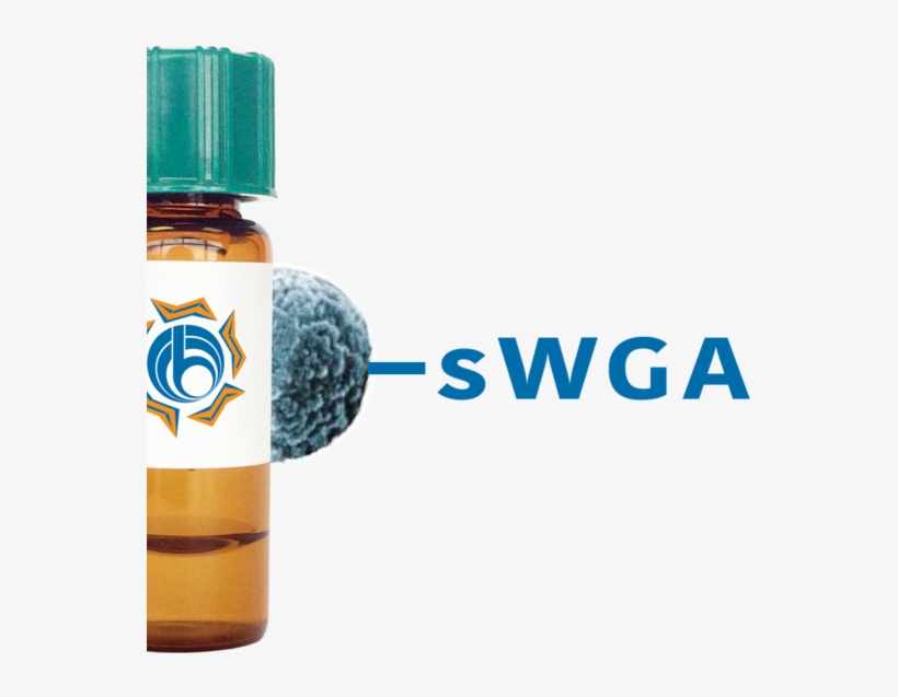 Succinylated Triticum Vulgaris Lectin (succ Wga) - Lectin, transparent png