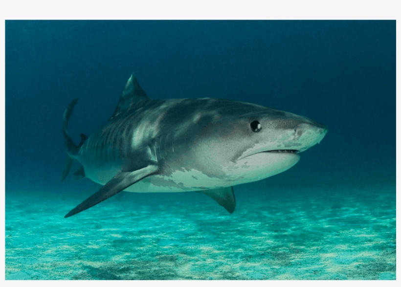 Tiger Shark Stalker Canvas Print - Great White Shark, transparent png