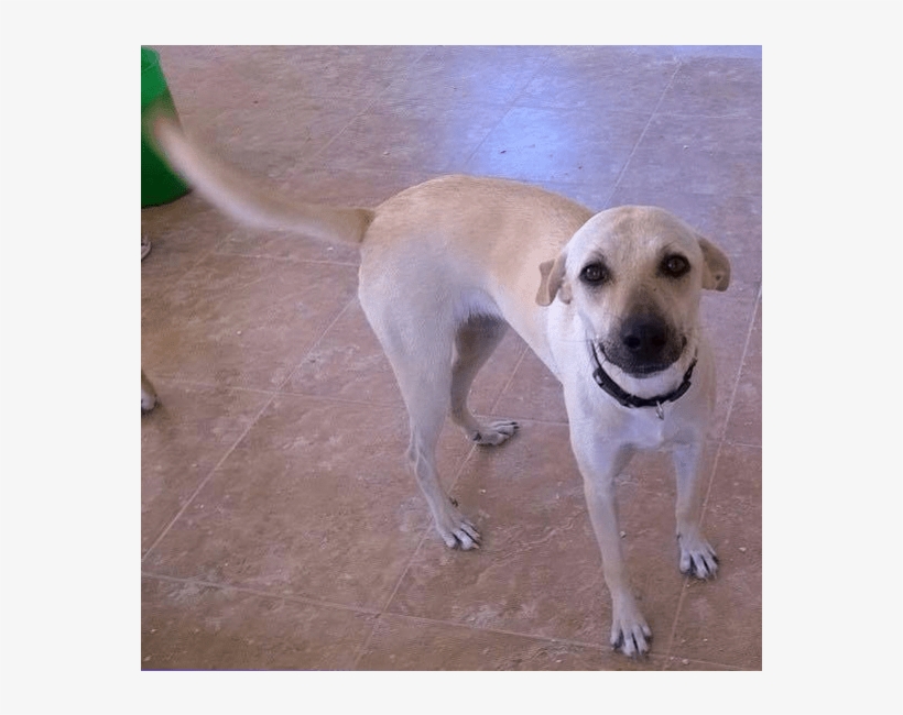 Domino Adopted Into A Forever Home - Companion Dog, transparent png