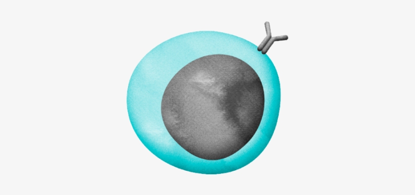 Named After The Bone Marrow, Where Immature B Cells - B Cell, transparent png