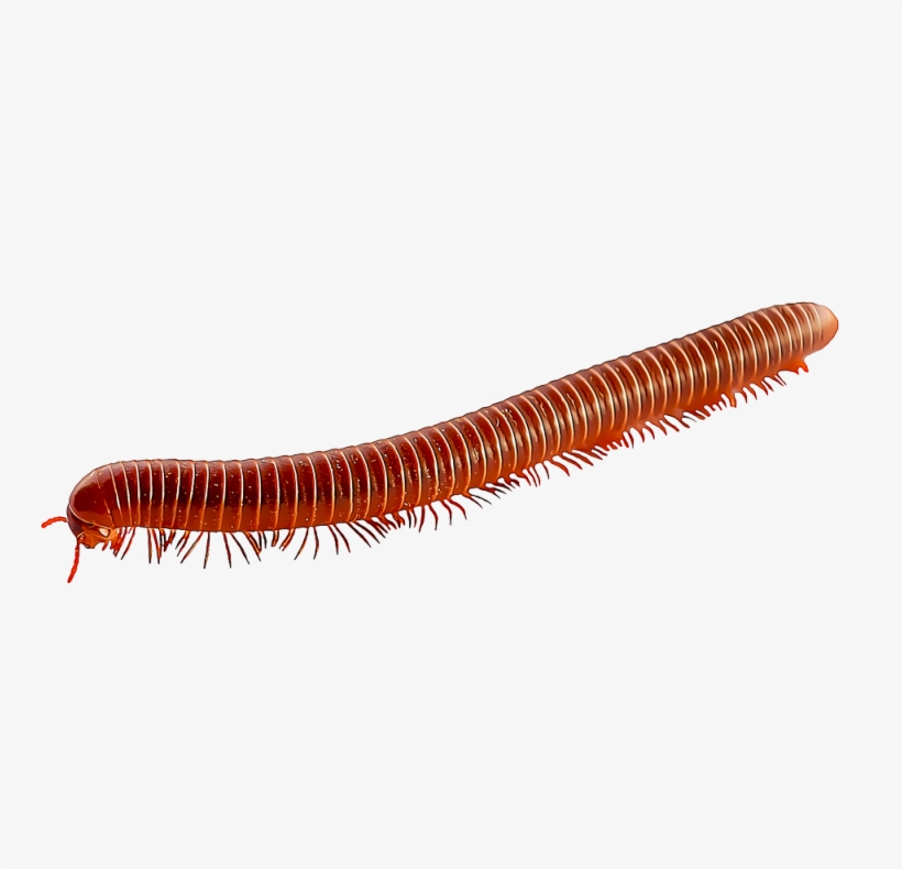 Millipedes - Types Of Millipede, transparent png