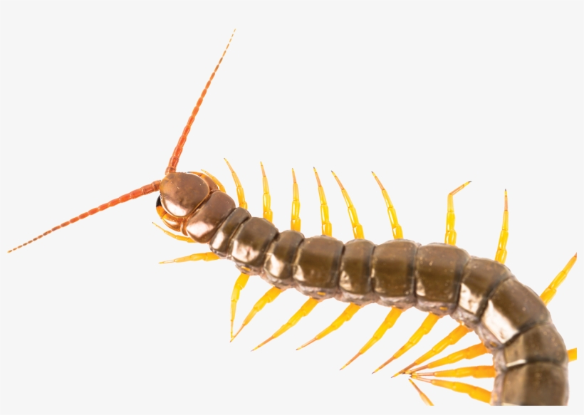Centipede - Millipedes, transparent png