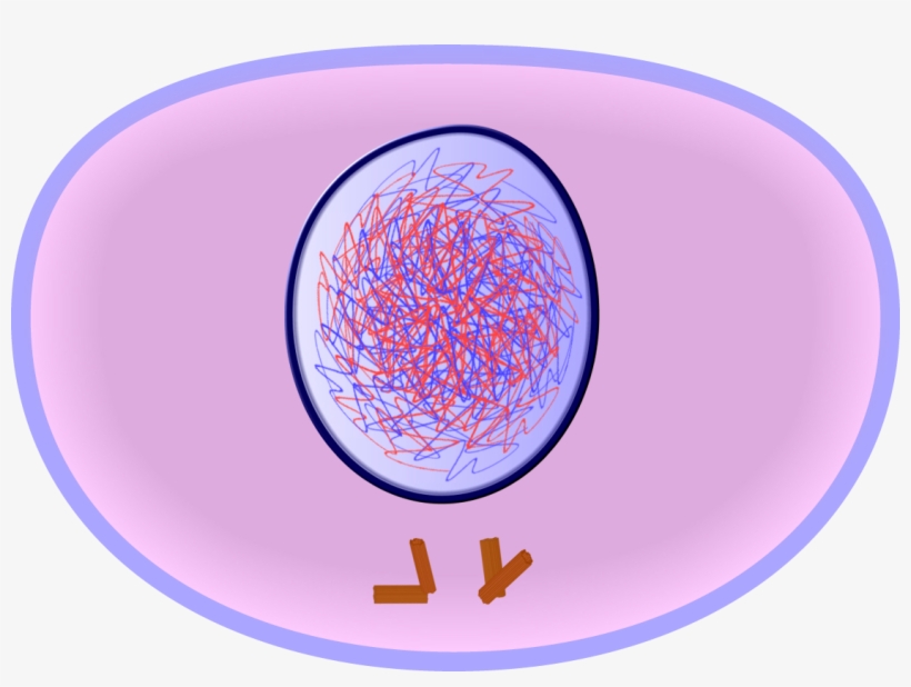 Interphase Of Mitosis - Interphase Cell, transparent png