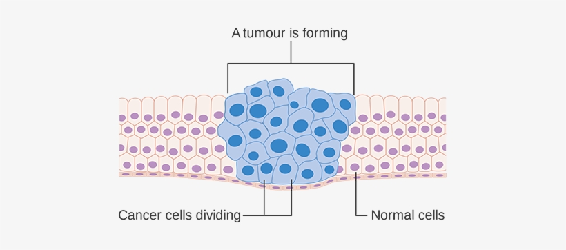 Cells - Cancer Cells Diagram, transparent png