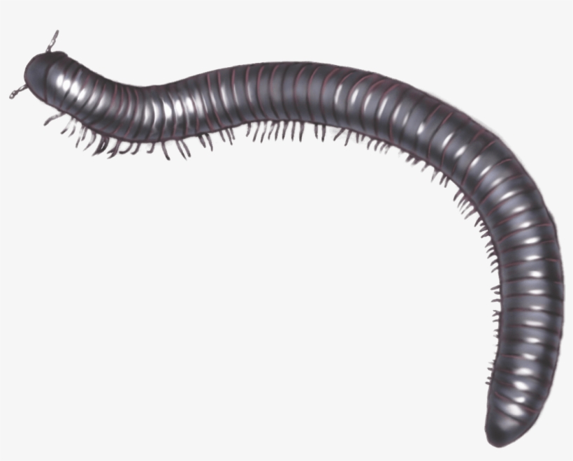 Download - Millipede Gif Transparent, transparent png