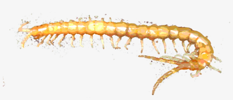 Http - //ilikenoses - Blogspot - Com/2013/03/centipede - Maize, transparent png