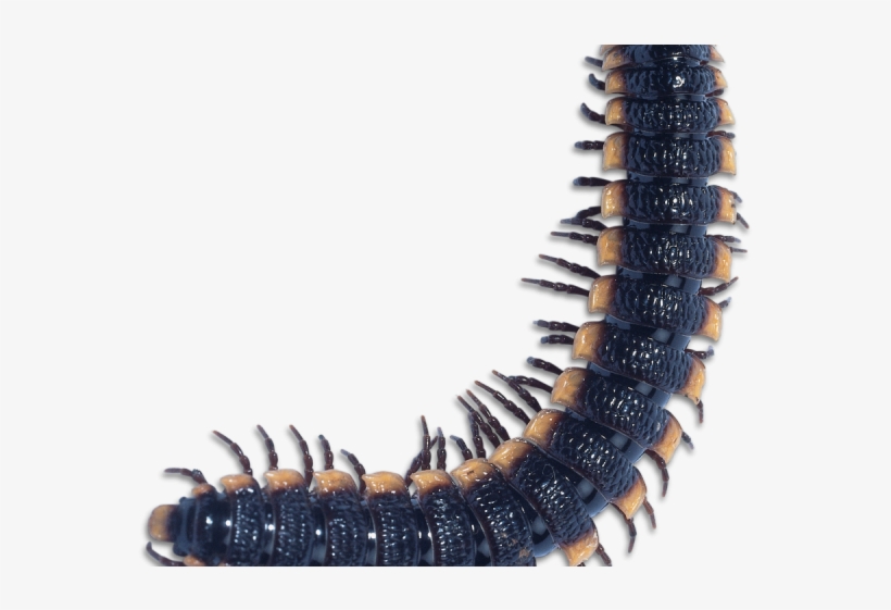 Centipede Clipart Purple Animal - Centipede Transparent Background, transparent png