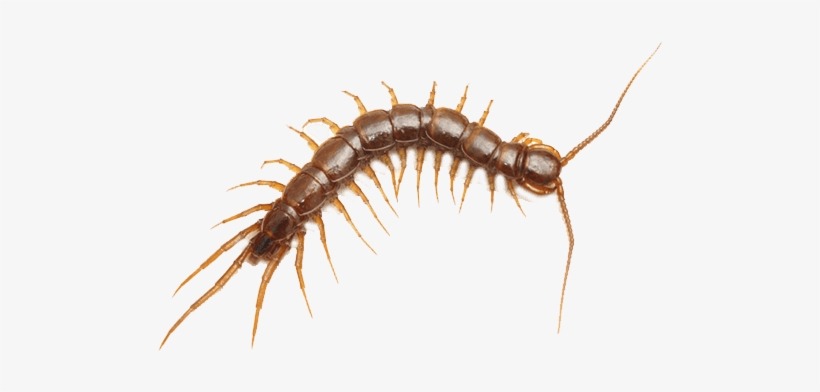 Centipedes Centipedes - Centipede In Vegina, transparent png