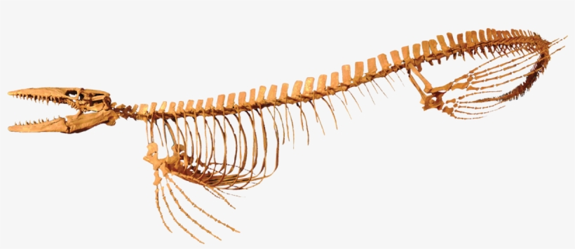 Mosasaurus Skeleton Png, transparent png