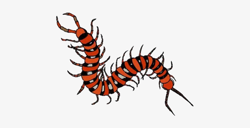 Inspiration - Amazon Rainforest Insect Clipart, transparent png