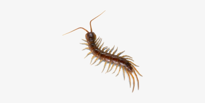 Scolopendra, transparent png