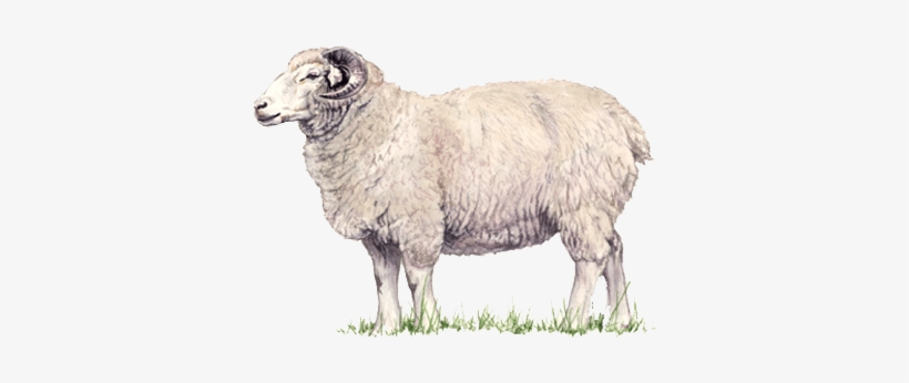 Download Amazing High-quality Latest Png Images Transparent - Lamb Png, transparent png