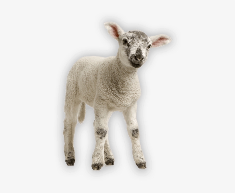 Antahi Trust Tuber Lamb - Baby's Very First Baby Animals, transparent png