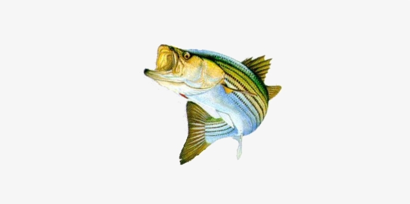 Bass Fish Png Stripped Bass Png - Bass Fish Png, transparent png