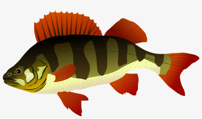 Perch Fish Png Clipart 442 Bass Summer - Perch Clipart, transparent png