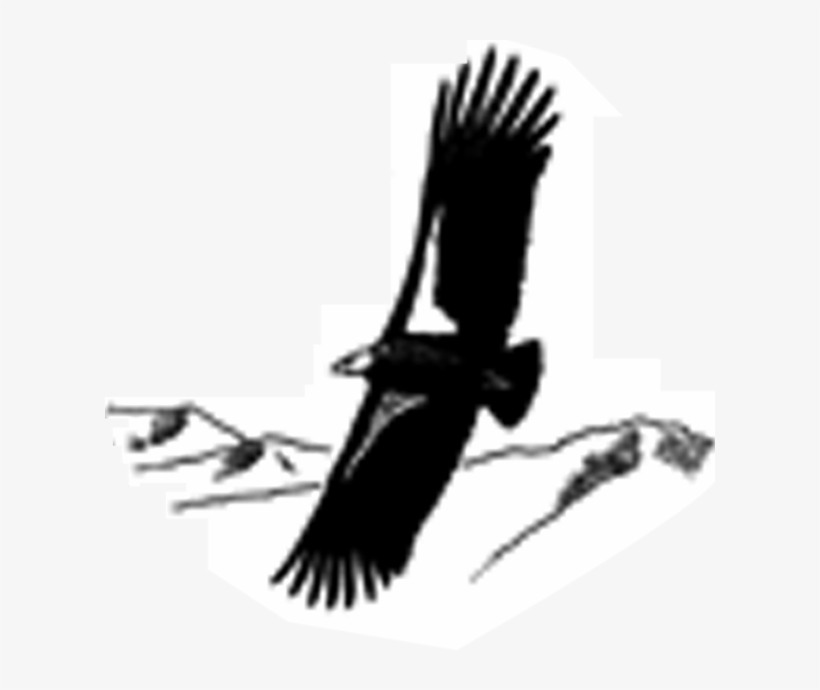 New Research Summaries From The Auk And The Condor - Falconiformes, transparent png