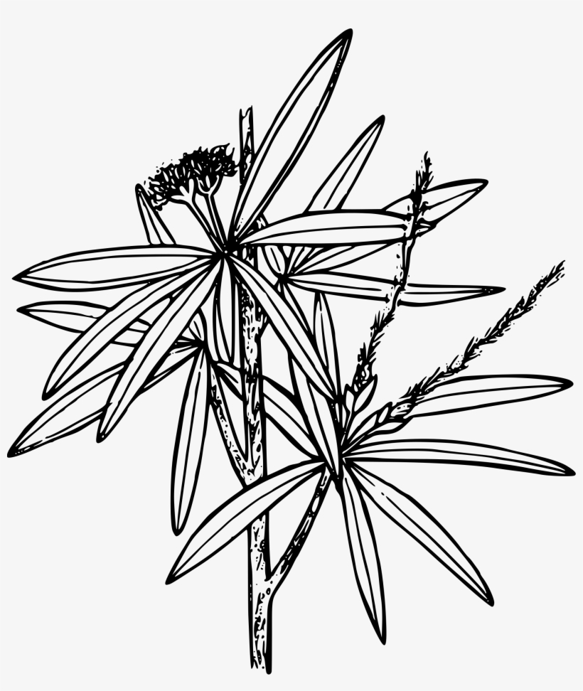 This Free Icons Png Design Of Curl-leaf Mountain Mahogany, transparent png