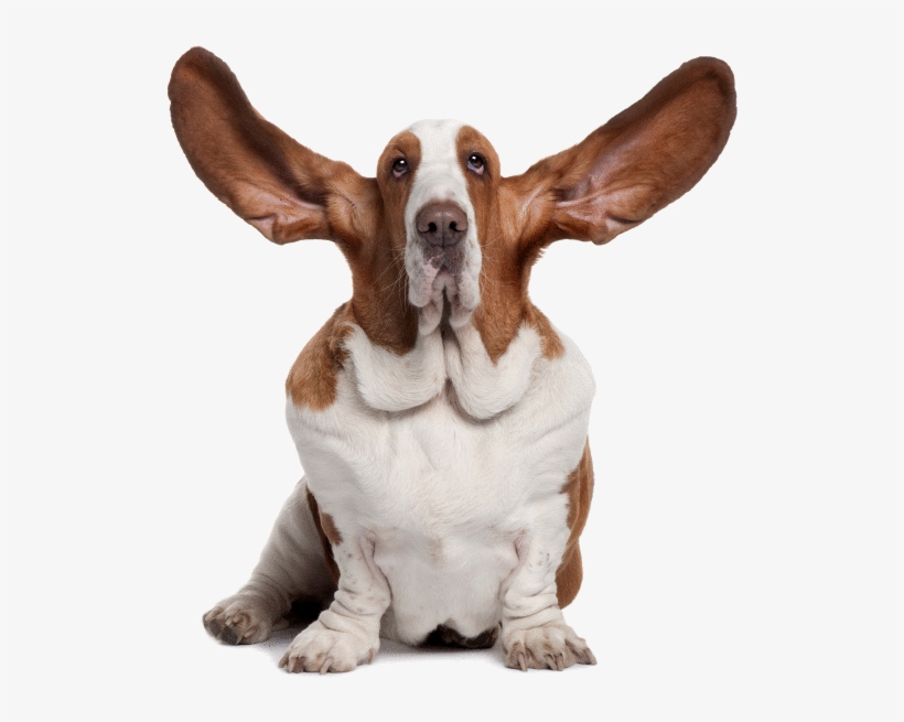 /modul/05 Frontpage/img/orig/1 - Imagenes De Perros Orejones, transparent png