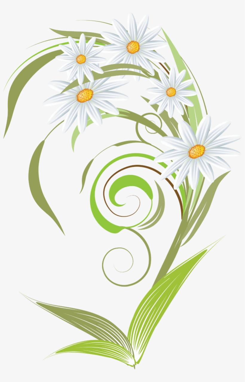 Camomile Clipart Transparent Png - Camomile Png, transparent png