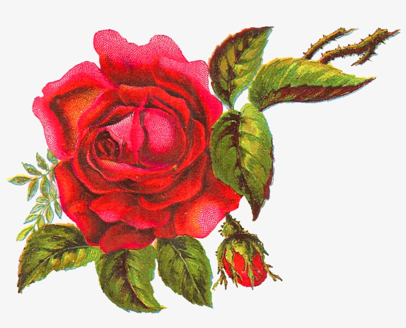 Digital Red Rose Download, transparent png