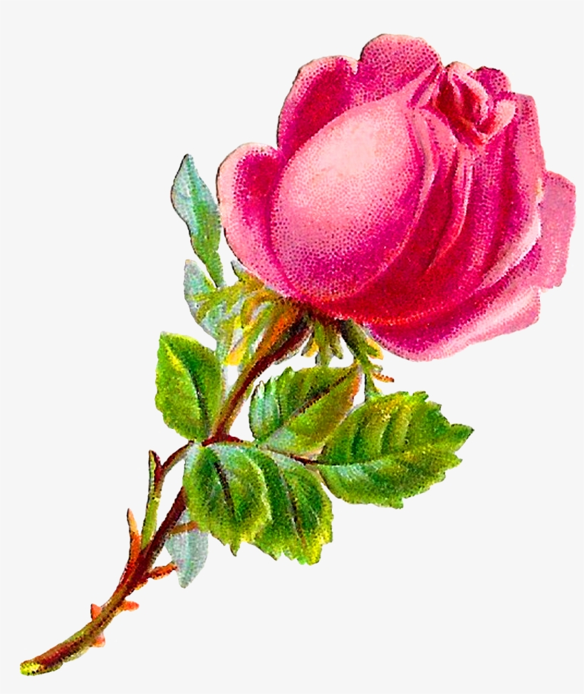 Antique Images Royalty Free Pink Stock Printable - Rose, transparent png