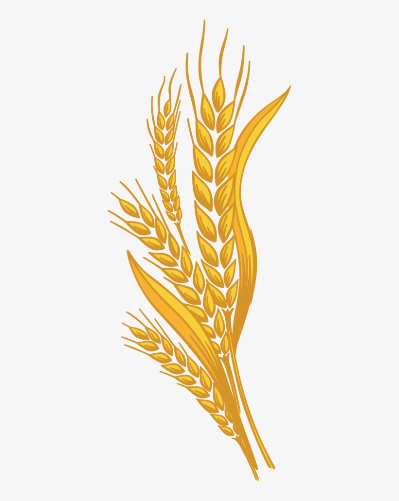 Stone Milled Wheat - Galhos De Trigo Png, transparent png