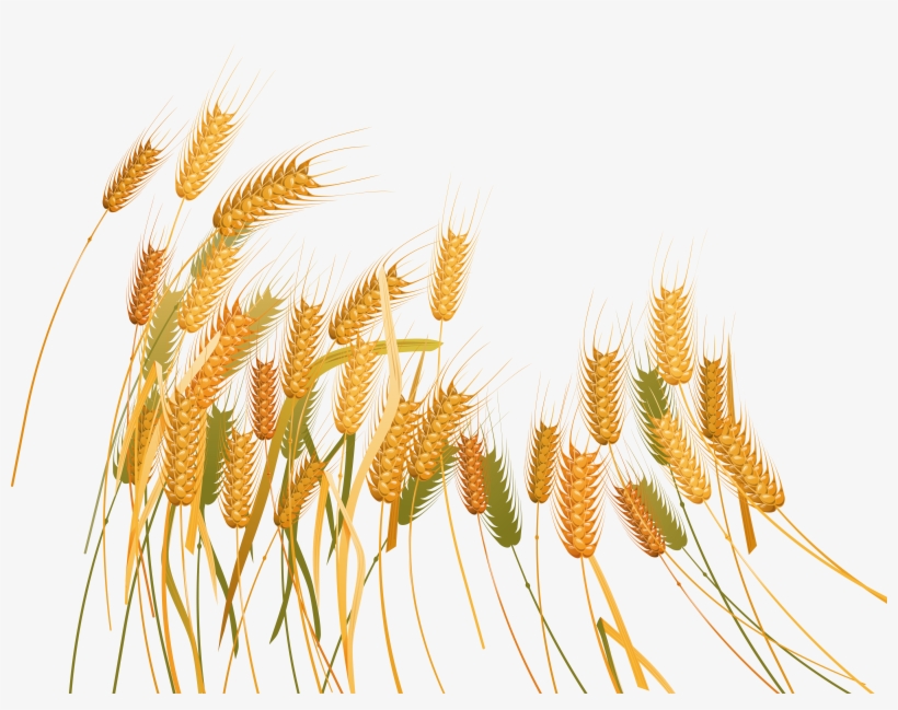 Wheat Png Download - Пшеница Клипарт, transparent png