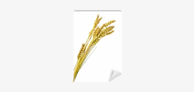 Stalks Of Wheat Ears Isolated On White Background Wall - Wheat, transparent png