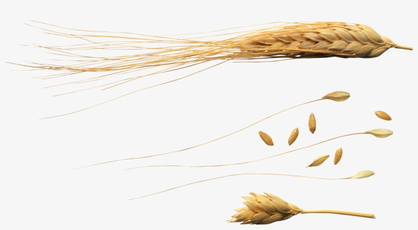 Wheat Png, transparent png