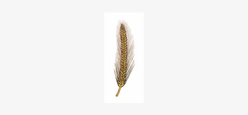 Triticale, transparent png
