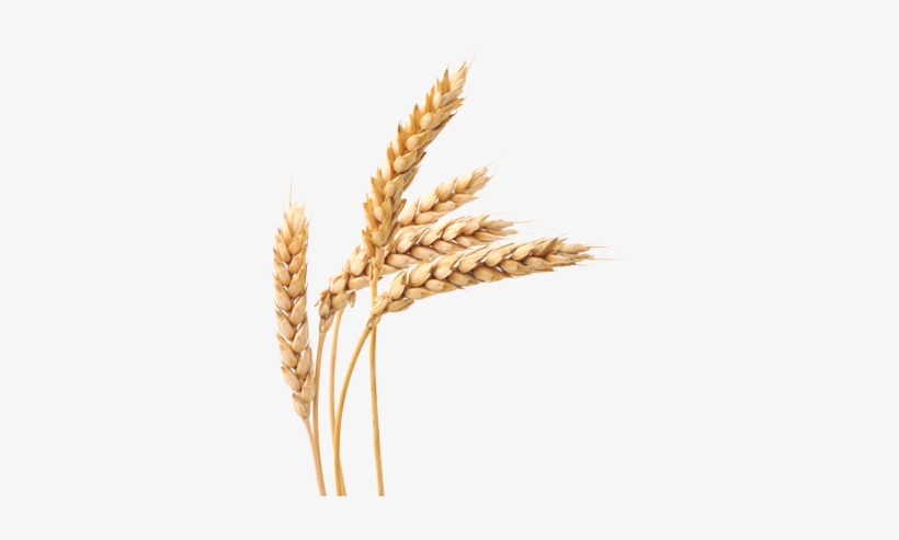 Wheat Transparent Png Image Description - Principles Of Agriculture, Food, And Natural Resources, transparent png