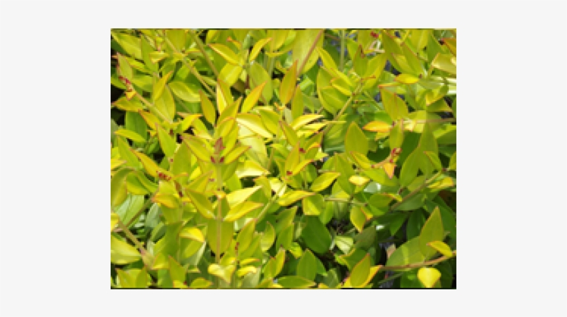 Tree, transparent png