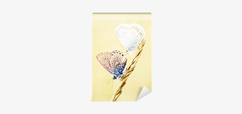 Two Little Butterfly Sitting On A Wheat Stalk Wall - Wheat, transparent png