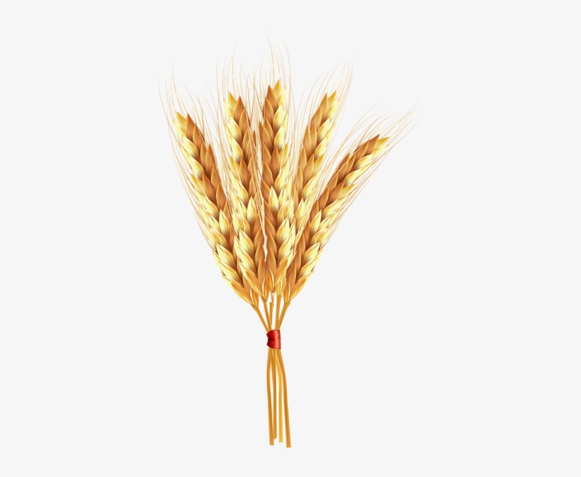 Wheat Classes Png Clip Art Image - Clip Art, transparent png