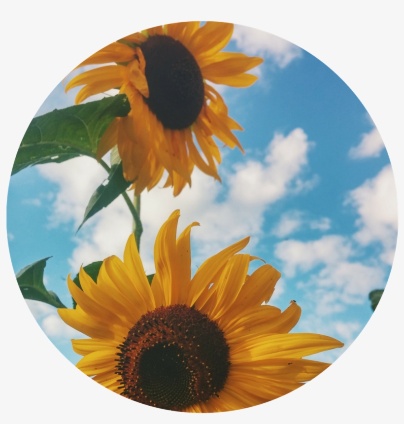 2 Flowers - Sunflowers In A Field Summer Journal: 150 Page Lined, transparent png