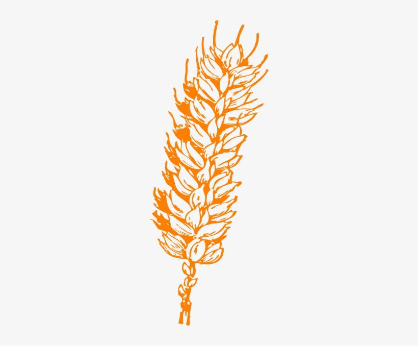 Wheat Bundle Png, transparent png