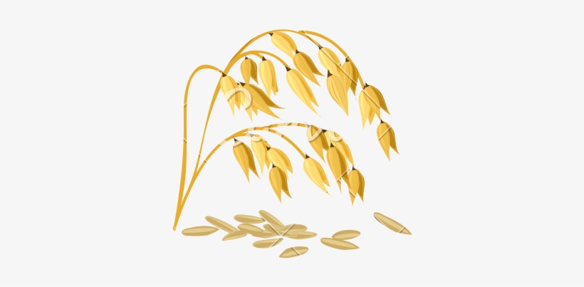 Wheat Grain Vector - Oat, transparent png
