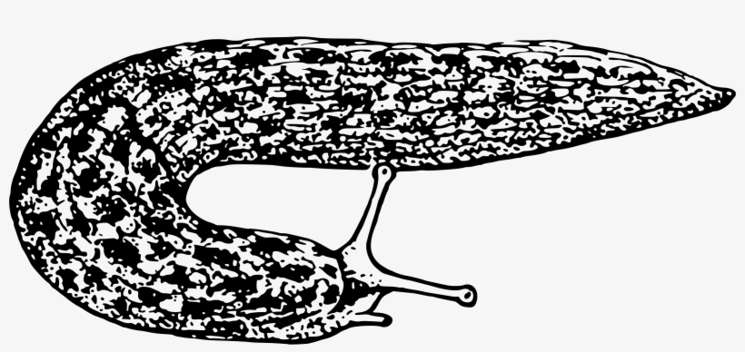 This Free Icons Png Design Of Slug 2, transparent png