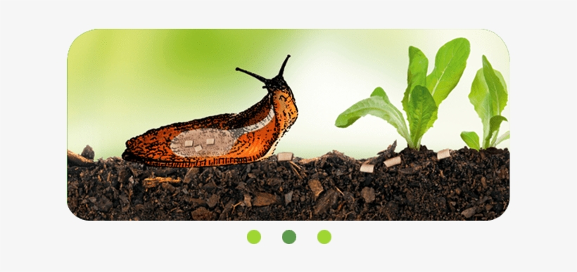 Slugs And Snails Stop Feeding On Your Plants Right - Snail, transparent png