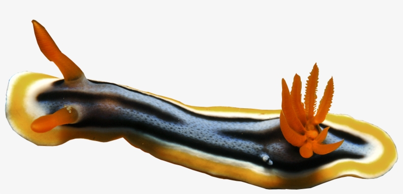 Hide Contributed By - Earwigs, transparent png