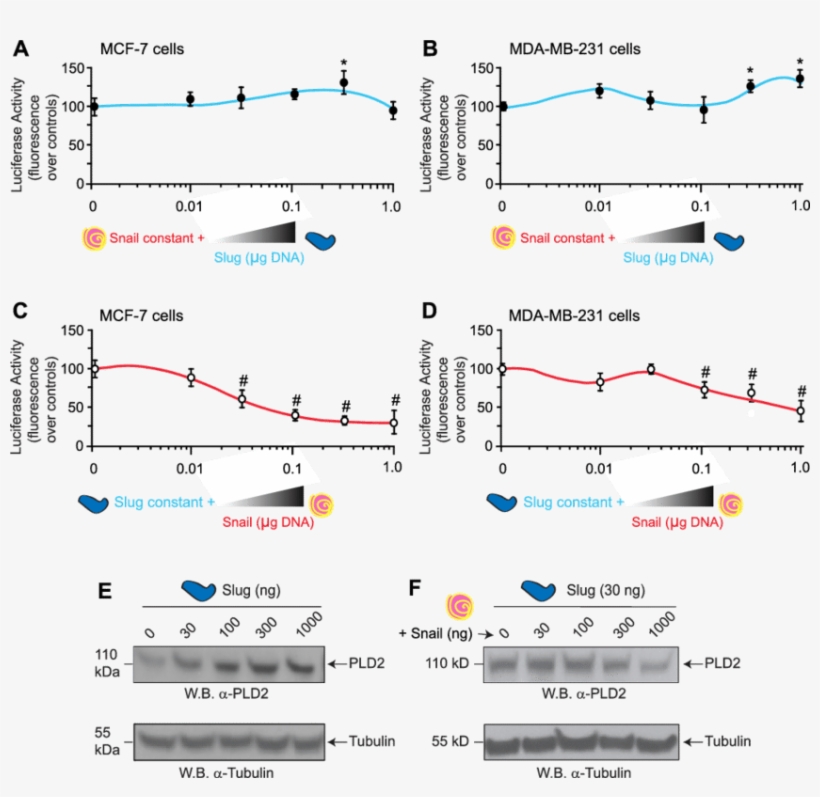 E Slug And Snail Differentially Regulate Pld2 In Low-versus - Diagram, transparent png