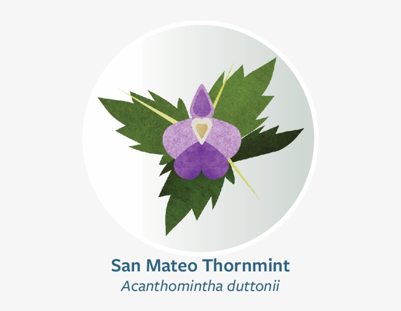 Bakeri Web Button - Melastome Family, transparent png