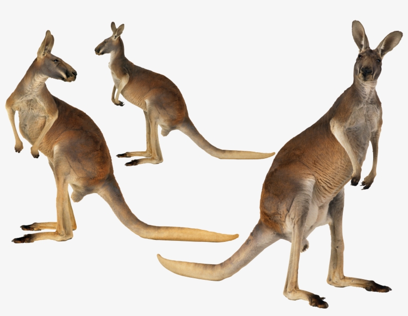 Kangaroo Island Australian - Tree Kangaroo Habitat Australia, transparent png