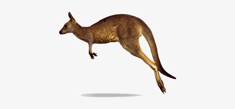 Kangaroo Png Clipart - Kangaroo Png, transparent png