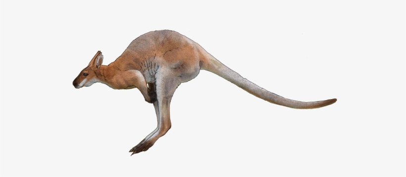 Kangaroo Png Transparent Images - Kangaroo Png, transparent png