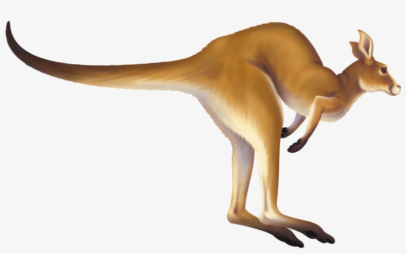 Kangaroo Png - Jumping Kangaroo Animated Gif, transparent png