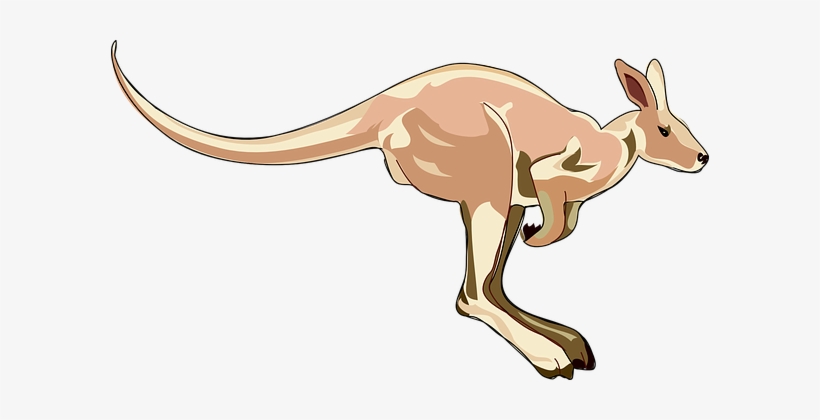 Kangaroo Mammal Marsupial Hopping Animal A - Kangaroo Clip Art, transparent png