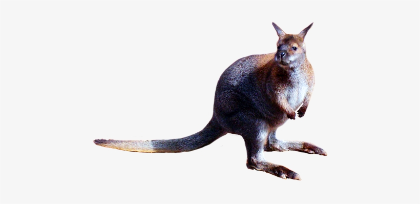 Animal Cut-out Of Kangaroo - Kangaroo, transparent png
